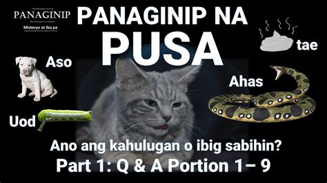 Pangarap ng PUSA: Ano ang TUNAY na kahulugan ng panaginip .
